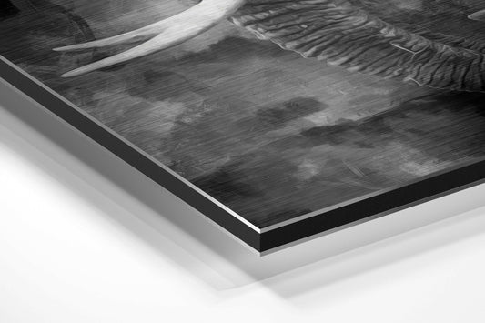 Close-up angled view of brushed aluminum Dibond print showing layered edge detail with monochrome elephant artwork visible on top surface.