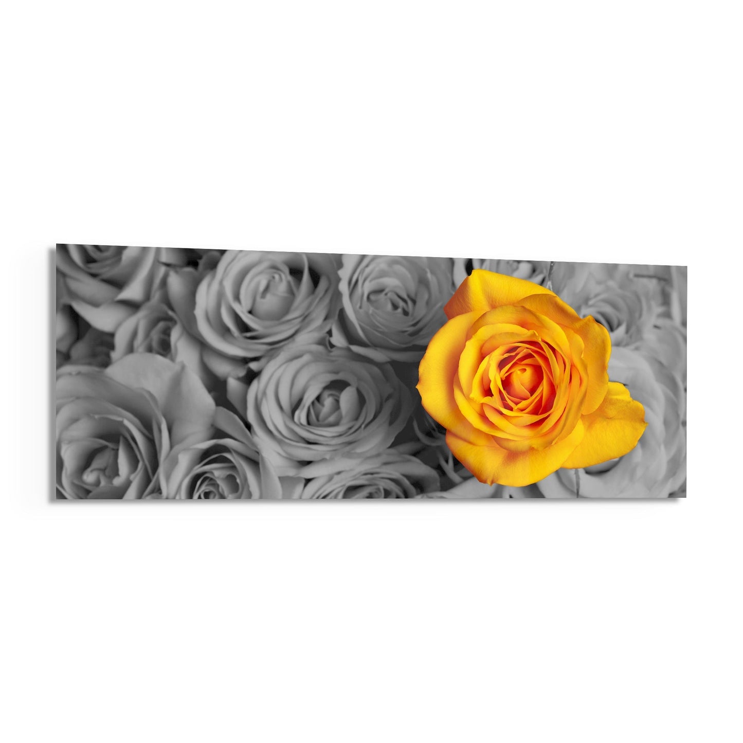 A vibrant yellow rose stands out in color against a grayscale background of gray roses on a rectangular glass wall panel.