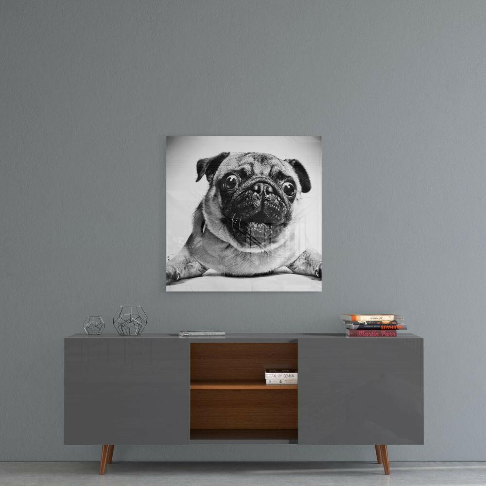 Wide Eyed Pug Portrait Close Up Glass Wall Art