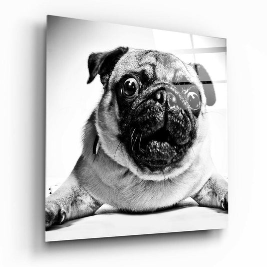 Black and white pug portrait on glass wall art, front-facing close-up showing wide eyes and wrinkled face against white background.