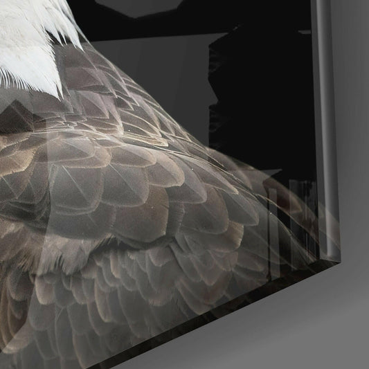 Close-up side angle of bald eagle's white head and brown wing feathers printed on black square glass wall art.