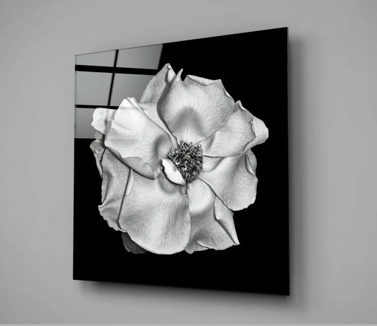Black glass wall panel featuring a detailed monochrome photograph of a fully bloomed white rose with prominent dark center stamen against black background.