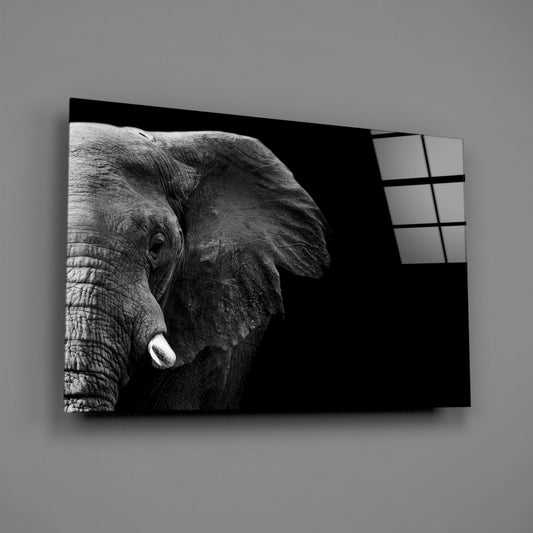 Black and white photograph of an elephant's head and tusks mounted on glass panels against a gray wall.