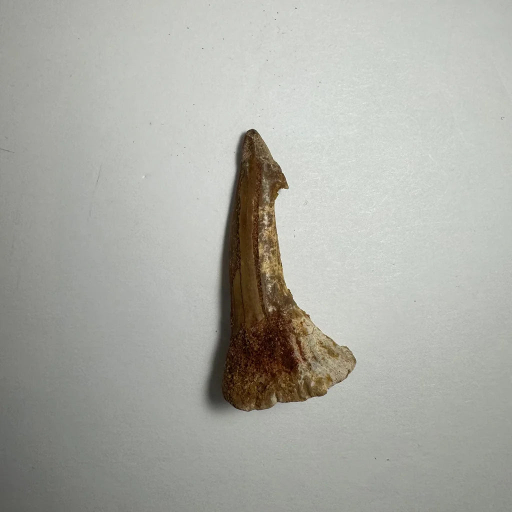 Ancient Onchopristis barb tooth fossil from Morocco, pointed tip