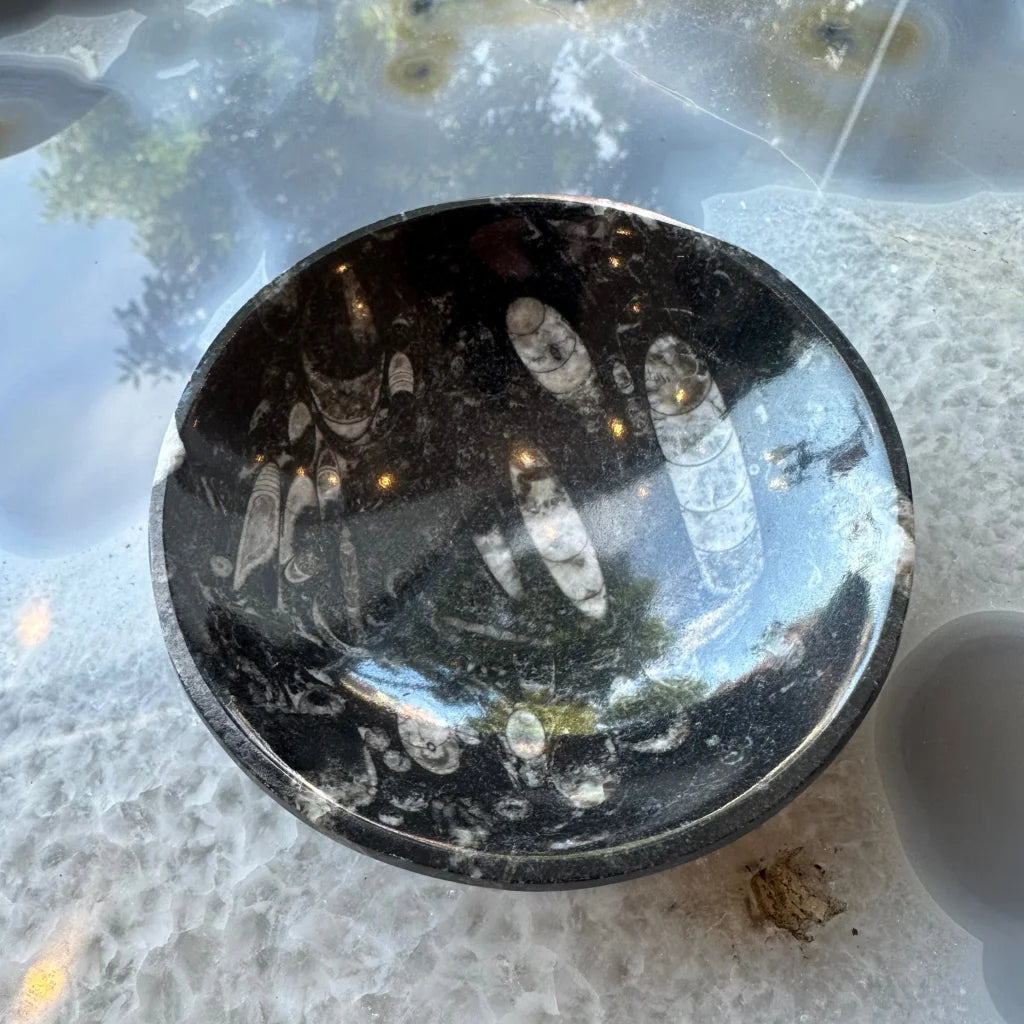 Polished black limestone bowl with orthoceras fossils from Atlas Mountains