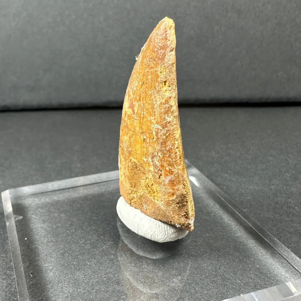 Authentic Carcharodontosaurus tooth fossil from ancient Africa
