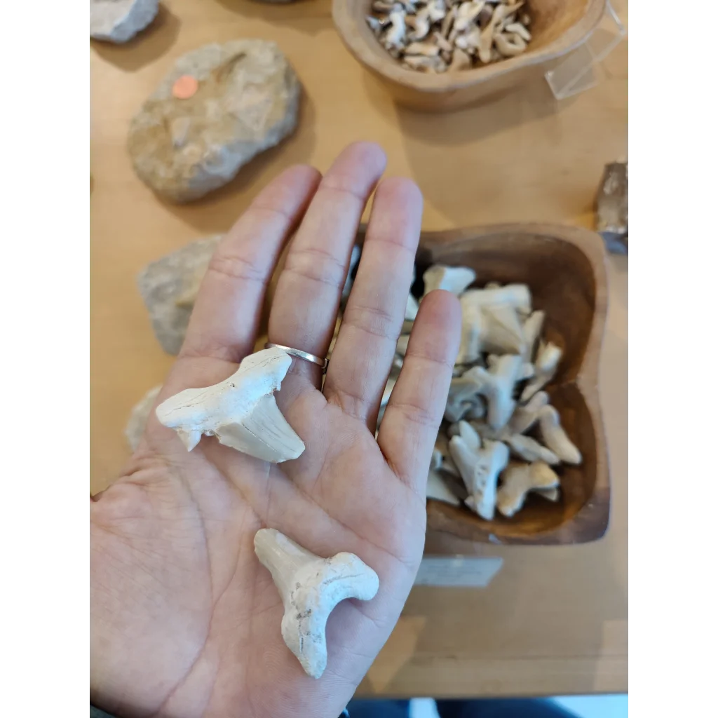Hand holding authentic Otodus shark tooth fossil from Morocco