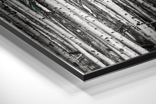 Angled perspective view of brushed aluminum dibond wall art displaying black and white birch tree trunks with turquoise accent details.