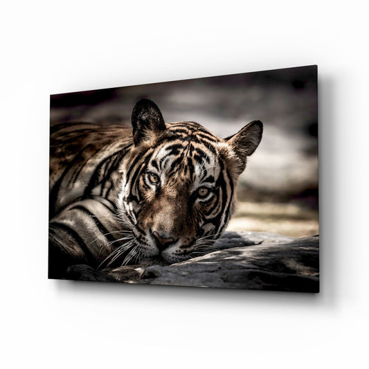 Tiger with amber eyes resting on dark rock, striped face in sepia tones on glass wall art.