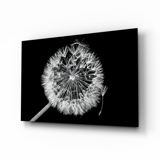 Black glass wall art displaying a detailed monochrome photograph of a mature dandelion seedhead with one seed drifting away against dark background.
