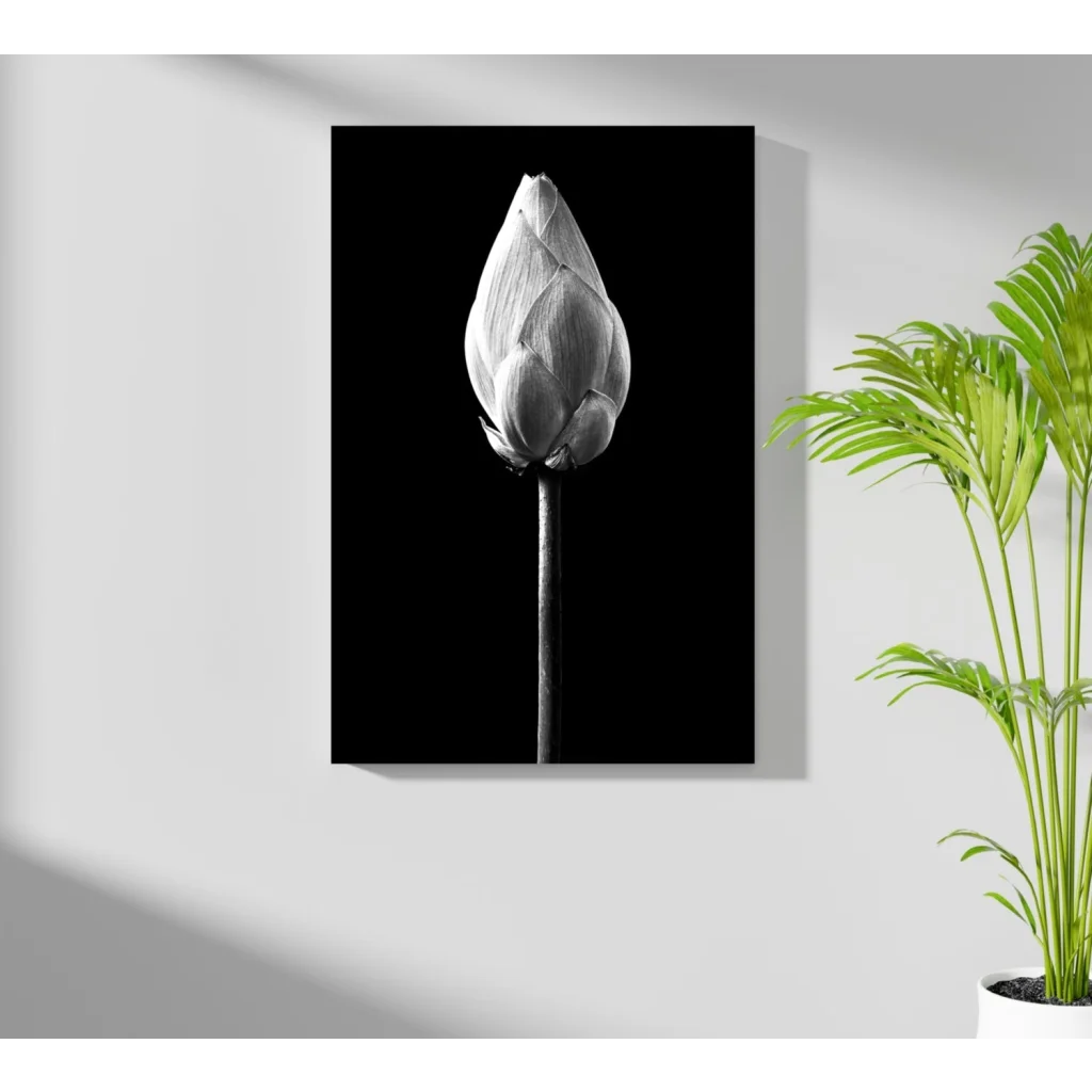 Black-and-white lotus bud insigne aluminum print on canvas