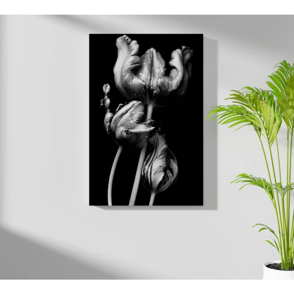 Stunning black-and-white insigne aluminum prints of detailed tulips
