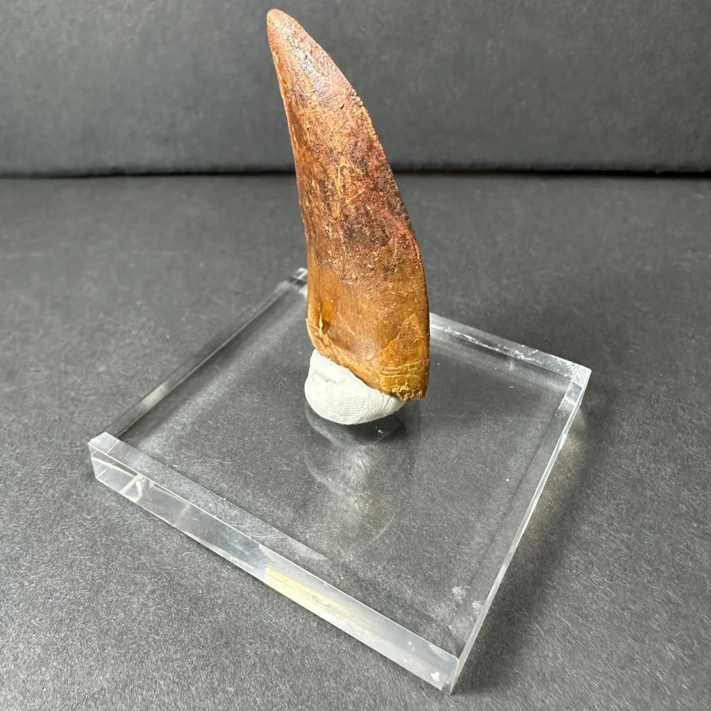 Genuine Carcharodontosaurus tooth fossil on clear acrylic stand