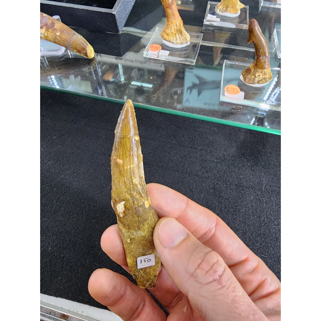Genuine yellowish-brown spinosaurus tooth fossil from Morocco
