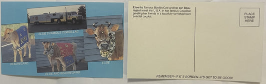 Front and back of vintage postcard featuring Elsie the Borden Cow and her son Beauregard in a Cowdillac vehicle, with illustr