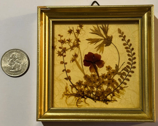 Framed pressed flower art in gold frame next to US quarter for scale, showing dried red flower and brown botanical specimens
