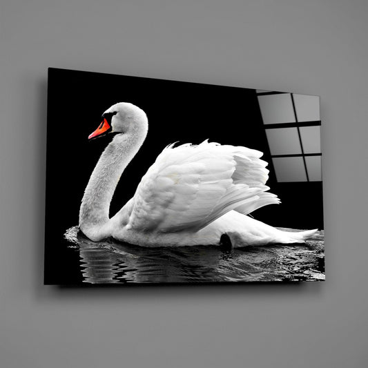 White swan with orange beak on black water, displayed as angled glass wall art against gray wall.