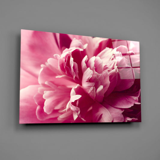 Hot pink peony petals in soft focus displayed on a glass wall art panel mounted against a gray wall.