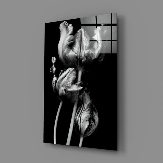 Black and white photograph of three parrot tulips printed on black glass panel, displayed at an angle against gray wall.