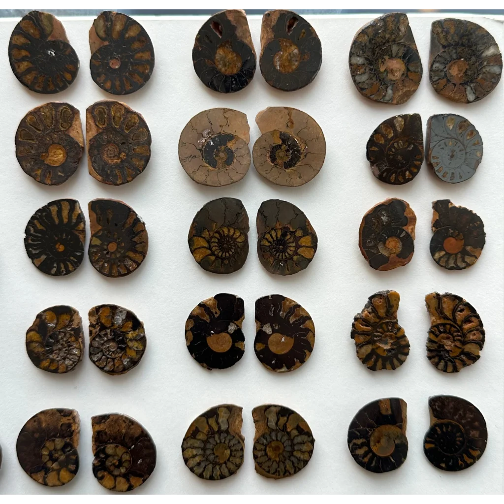 Polished ammonite fossil halves from Morocco with spiral patterns