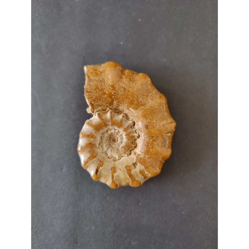 Polished amber ammonite fossil, Late Jurassic, Madagascar
