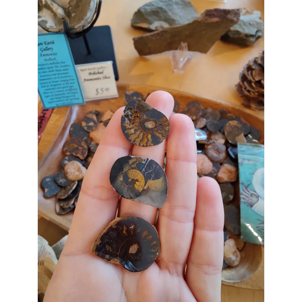 Three polished ammonite fossils with intricate spiral patterns