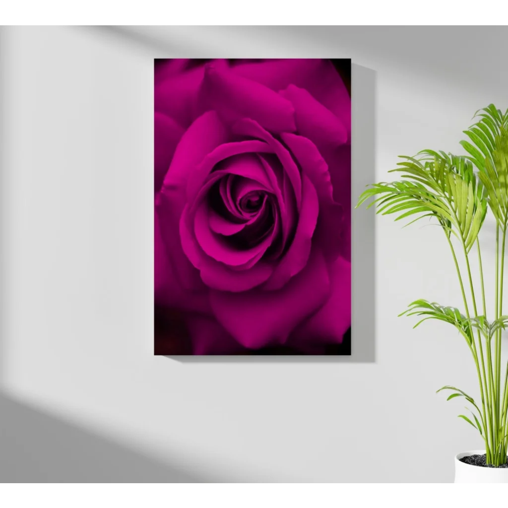 Stunning magenta rose insigne aluminum print on white wall