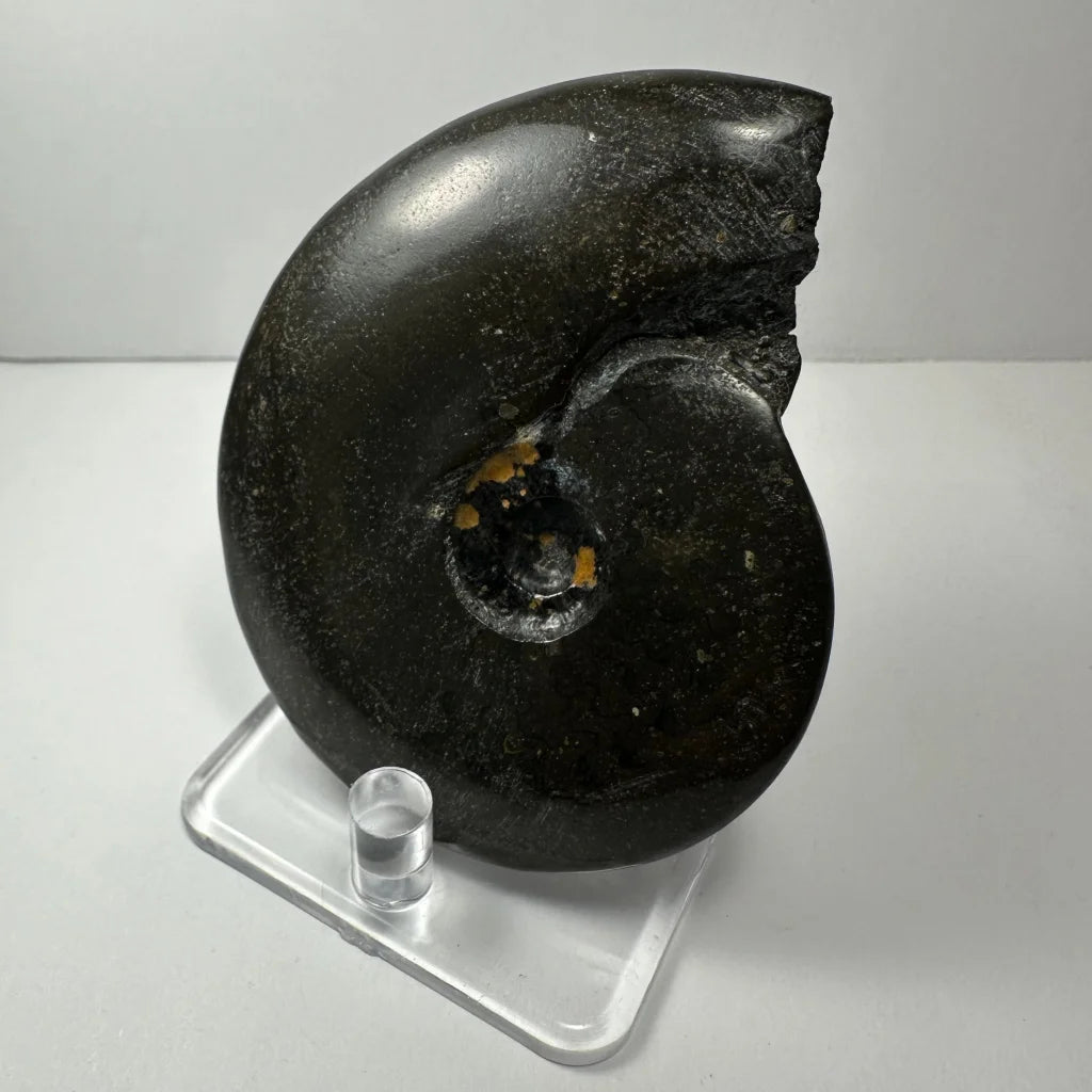 Stunning dark ammonite fossil with golden shimmer from Morocco