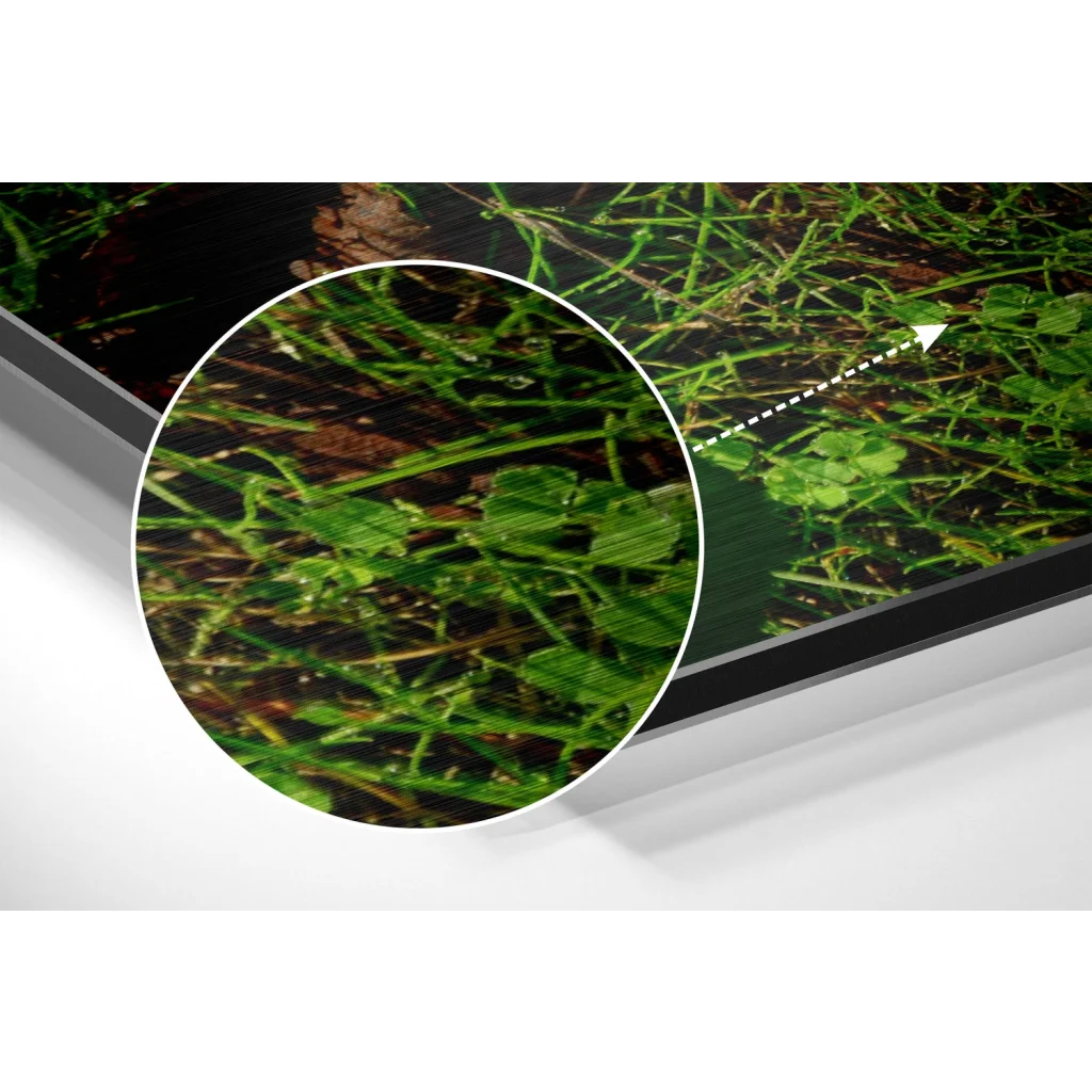 Vibrant dewdrop grass on brushed aluminium dibond wall art