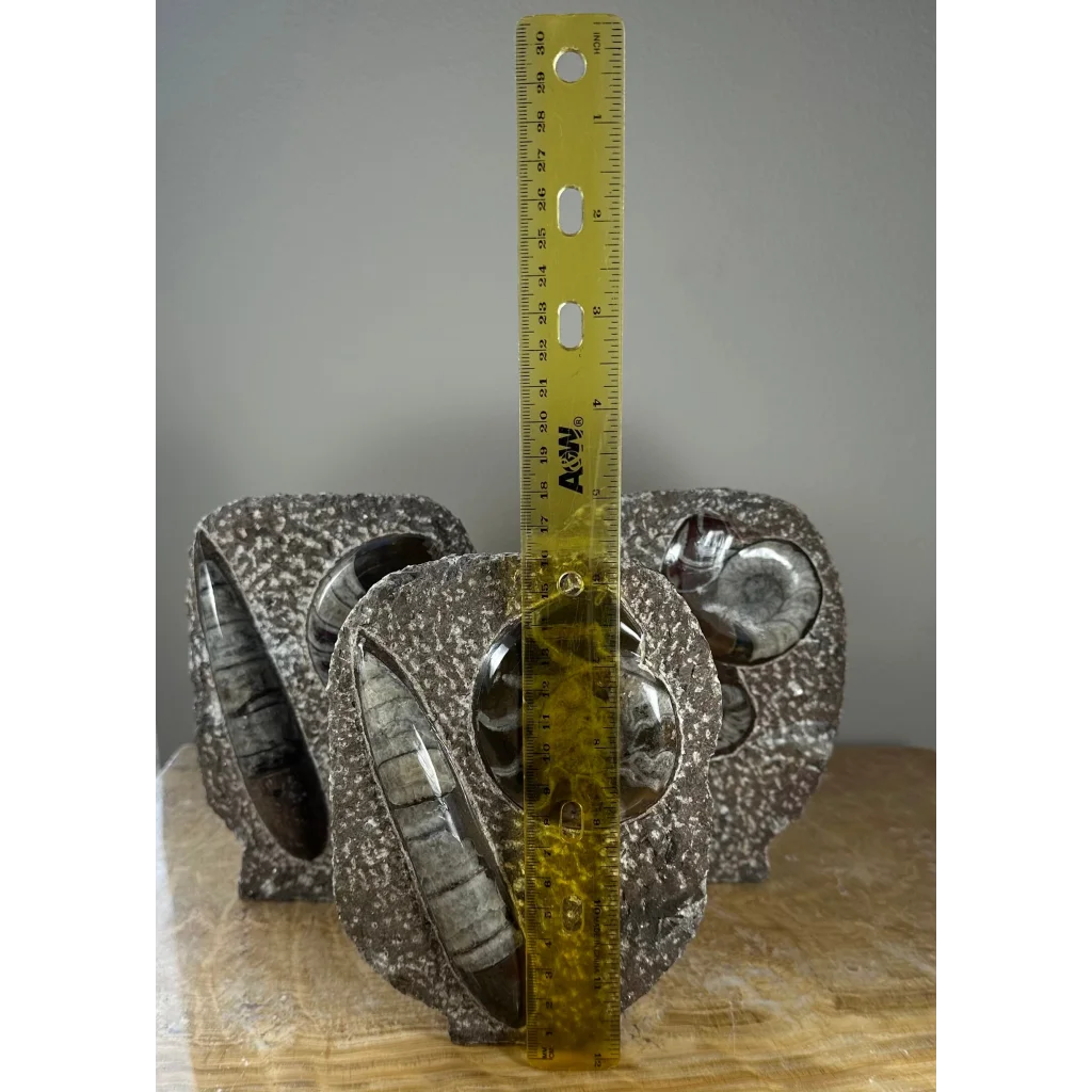 Stunning gray and white ammonite fossils matrix sculpture from Morocco