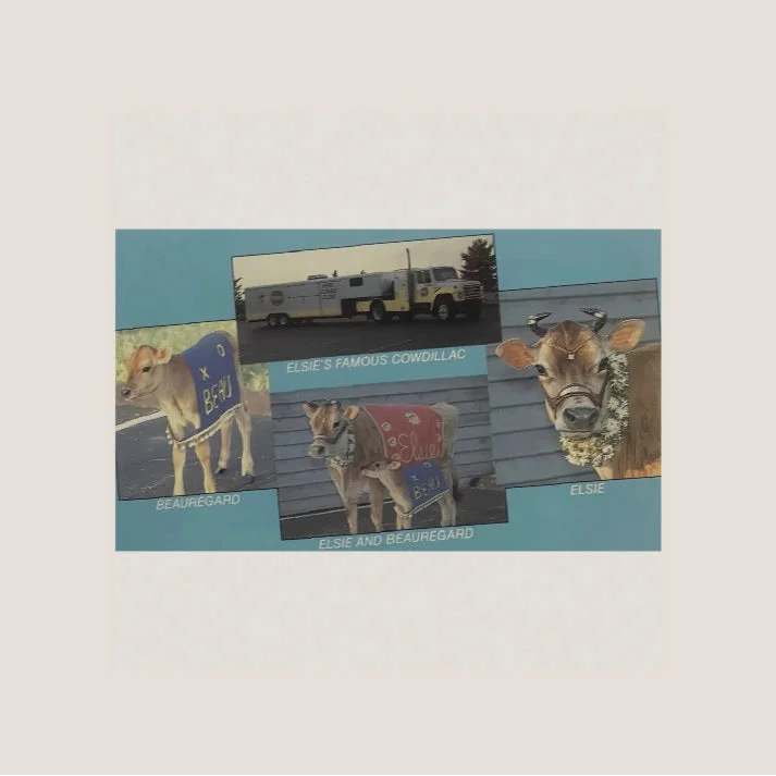 Vintage Elsie Borden cow postcard featuring Beauregard Borden Cow and pepper sauce sticker