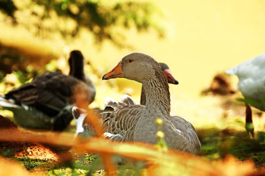 Resting gray geese from 90s cartoons, like iconic characters from Spongebob Squarepants