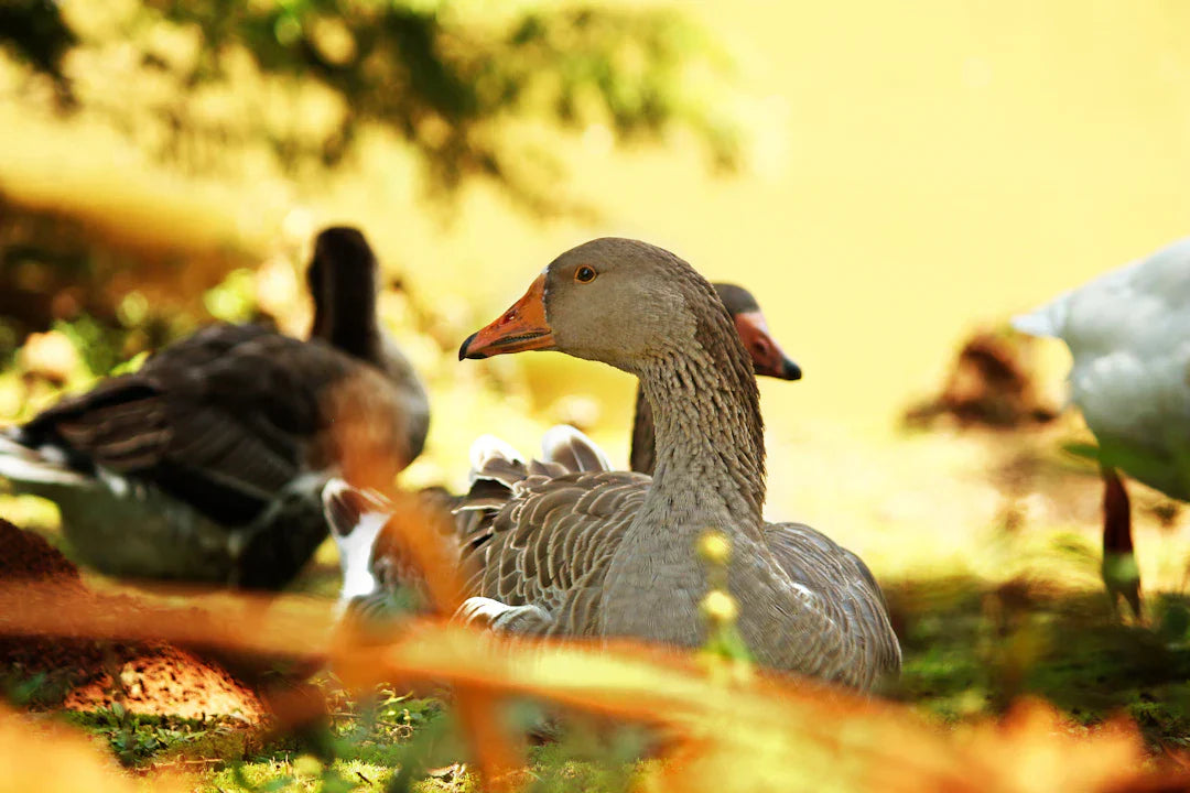 Resting gray geese from 90s cartoons, like iconic characters from Spongebob Squarepants