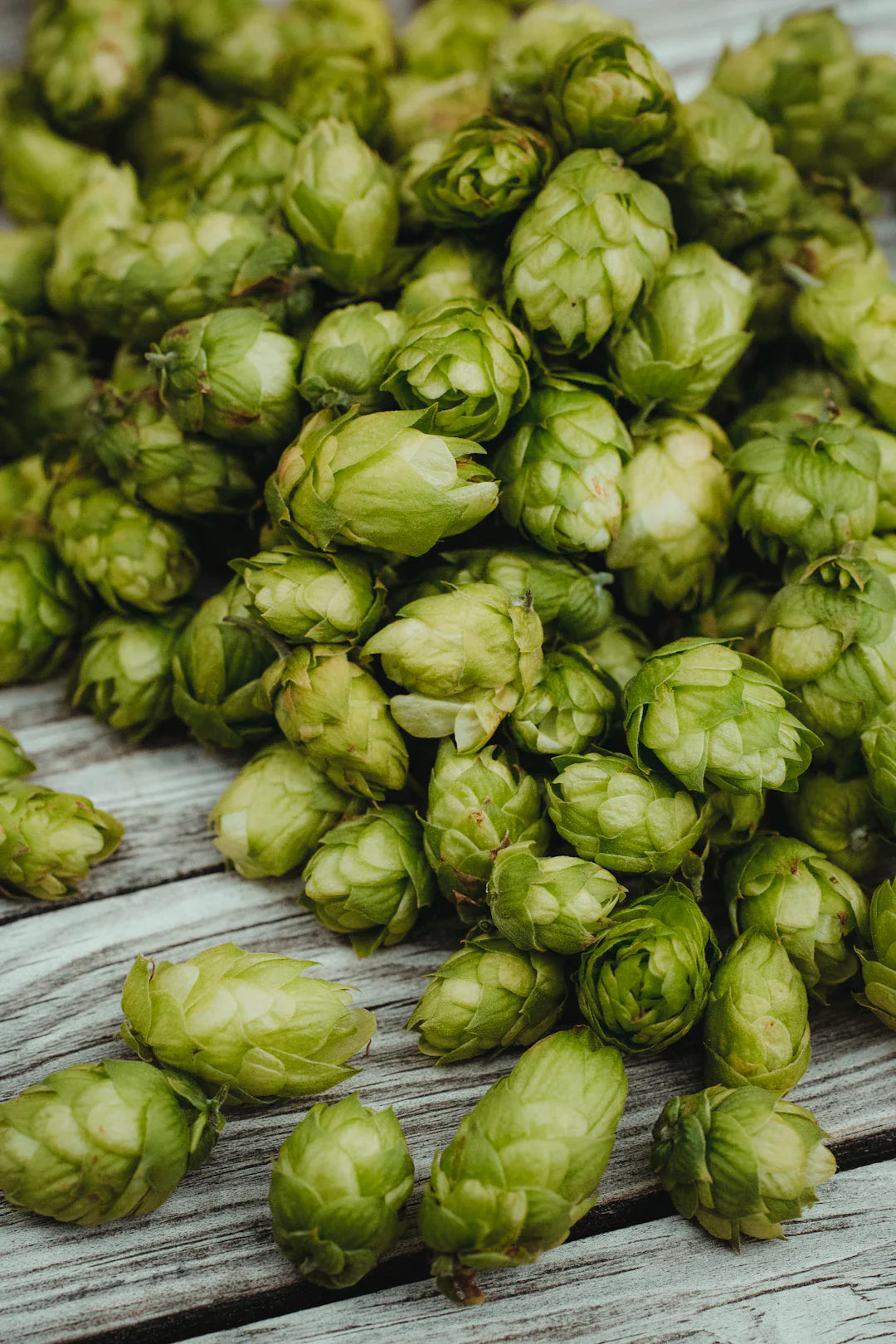 Pile of green hops for brewing in the context of the 90s hip-hop revolution article
