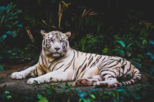 White tiger with black stripes in wild west storytelling setting over untamed landscape