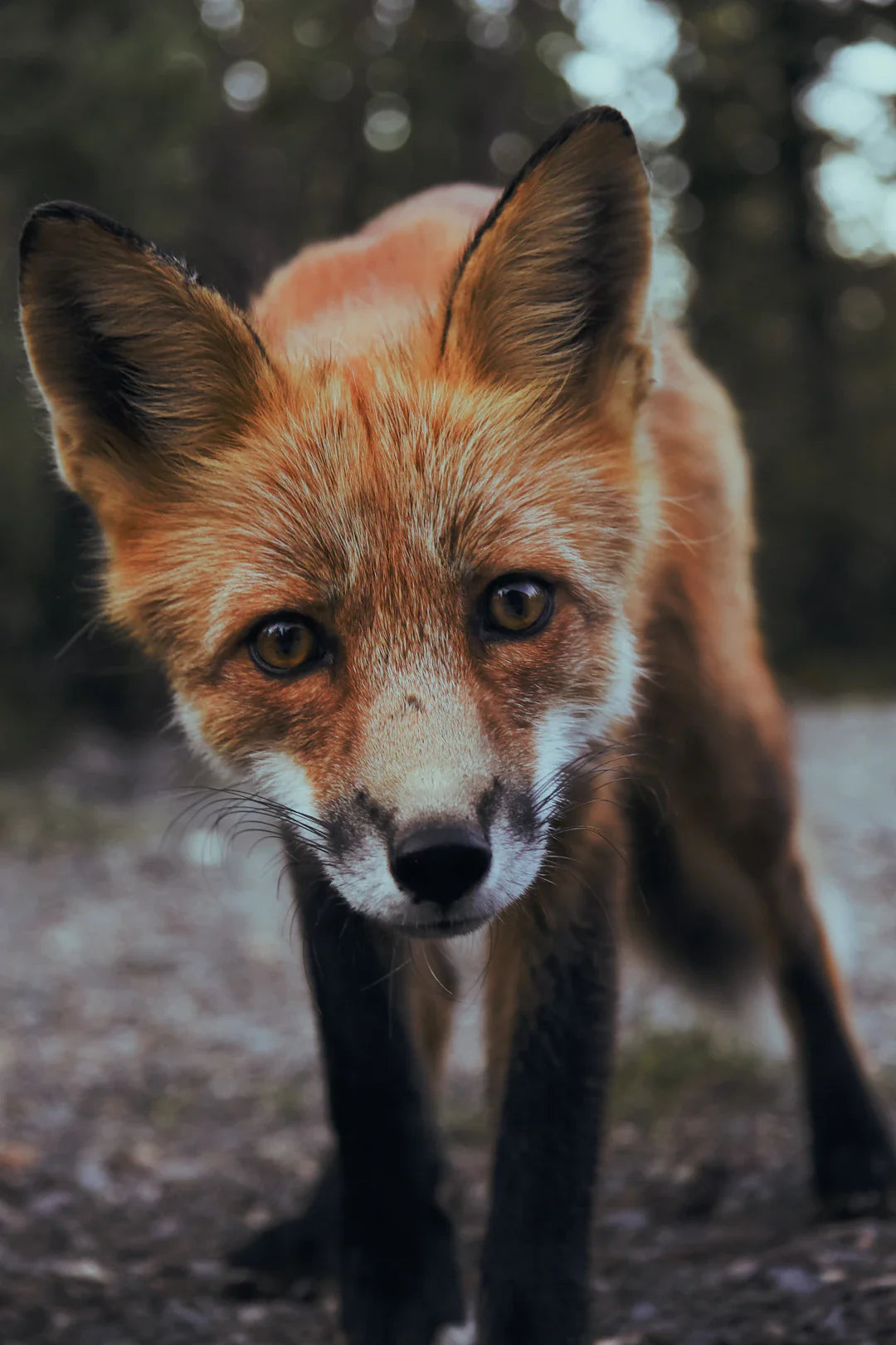 Curious red fox with dark eyes and black legs near Virginia City historic site