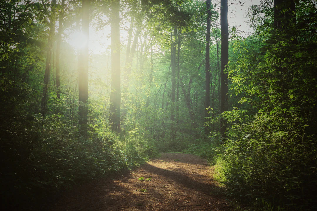 Sunlit forest path in Americas national park conservation journey