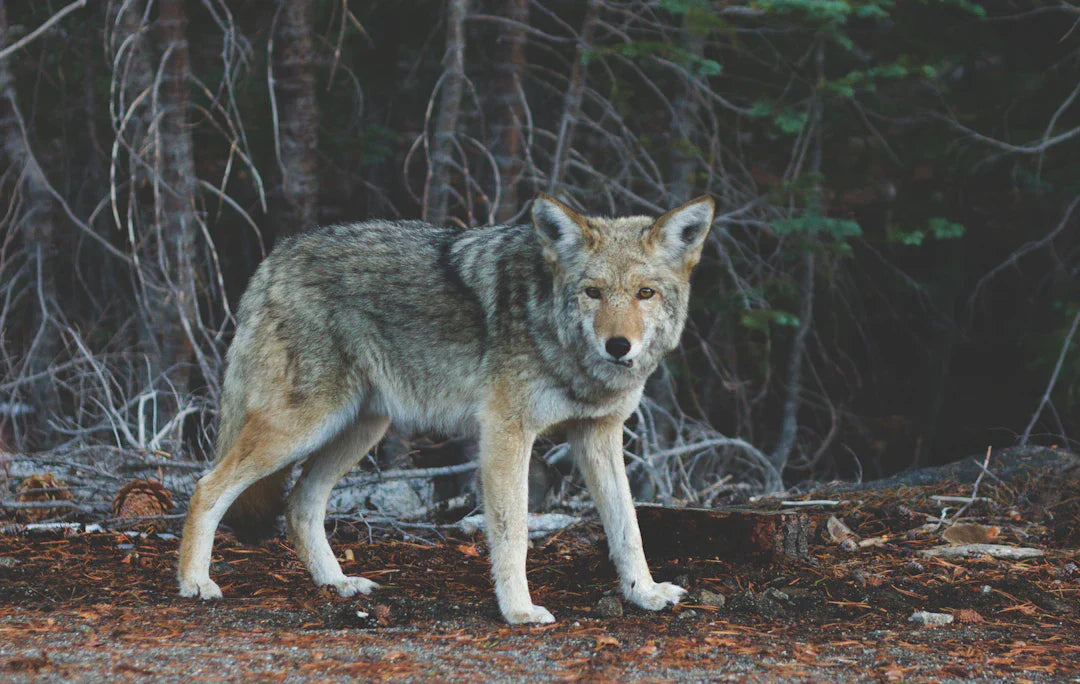 Wild coyote with grey and tan coat in the wild west, like Sand Creek Massacre scenes