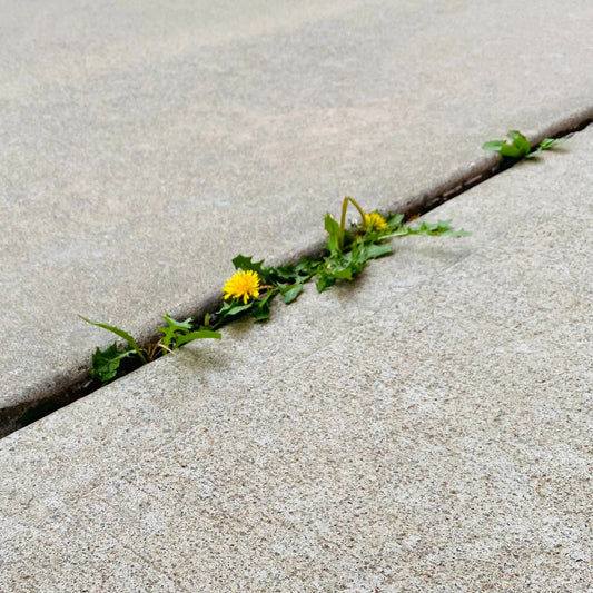 The Great Depression Resilience in the Face of Crisis