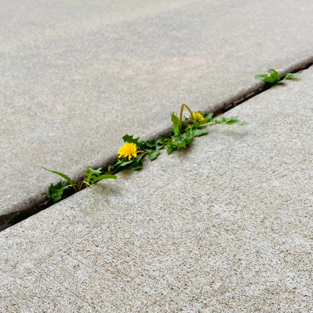 The Great Depression Resilience and Recovery Through Time