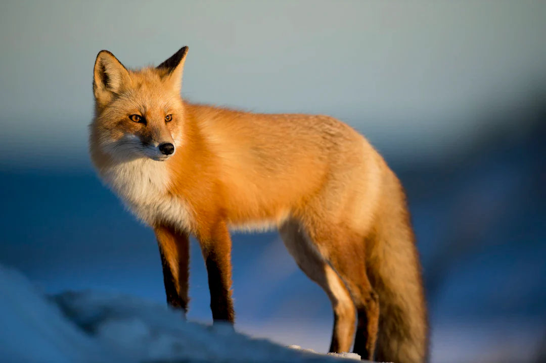 Red fox with fluffy tail in wild west setting, linking to Jesse James and Calamity Jane