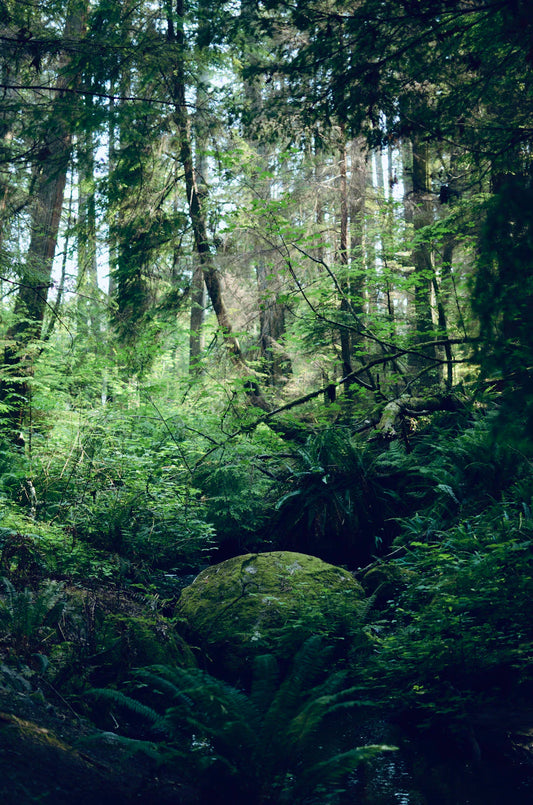 Moss-covered boulder in the Wild West, hinting at legendary outlaws and daring cowboys
