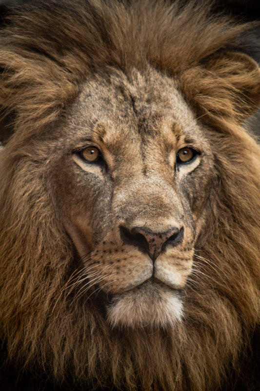 Majestic male lion with full mane representing wild west saloons and American history