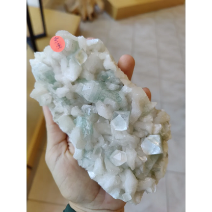 Hand holding 1.34 LB light green apophyllite crystals