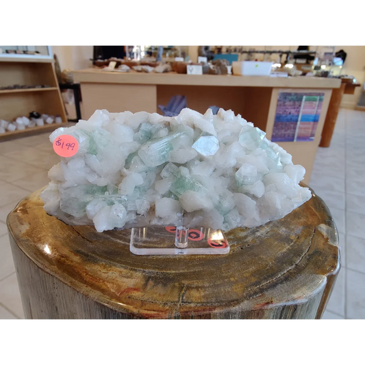 1.34 LB light green apophyllite crystal cluster on wooden pedestal