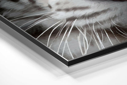 Close-up angled view of white tiger brushed aluminum Dibond wall art showing layered black frame edge and grayscale tiger stripe details.