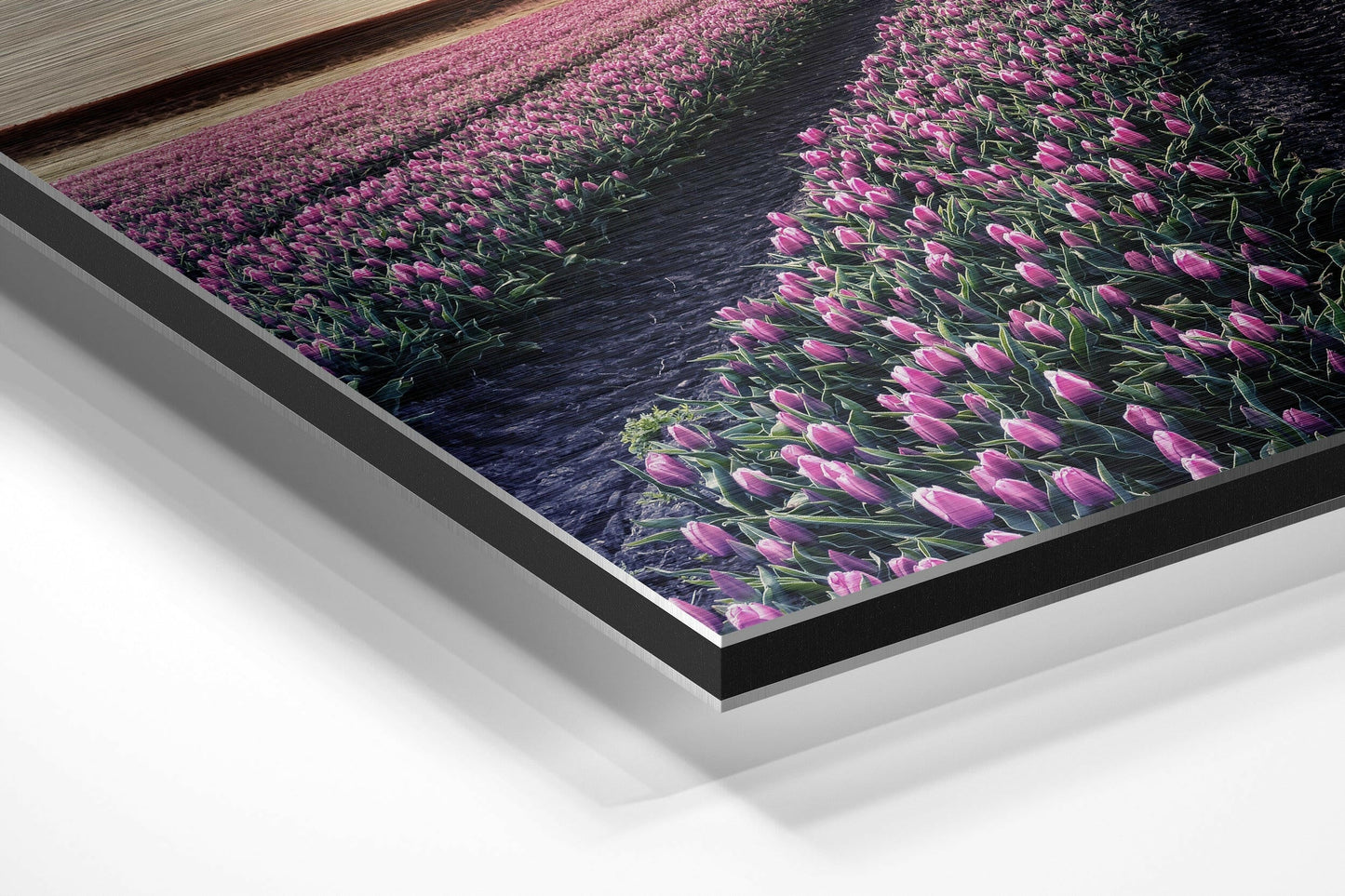 Angled perspective view of framed tulip field artwork showing pink flowers, dark water canal, and layered black and silver aluminum frame edges.