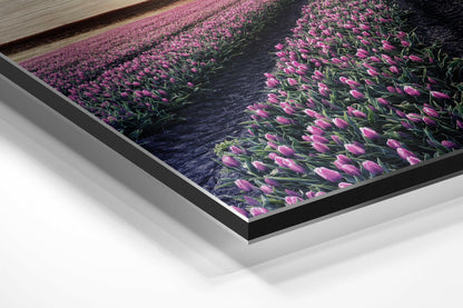 Angled perspective view of framed tulip field artwork showing pink flowers, dark water canal, and layered black and silver aluminum frame edges.