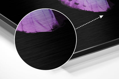 Purple Blue Butterfly Brushed Aluminium Dibond Wall Art