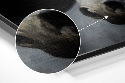 White Horse Head Dark Backdrop Brushed Aluminium Dibond Wall Art